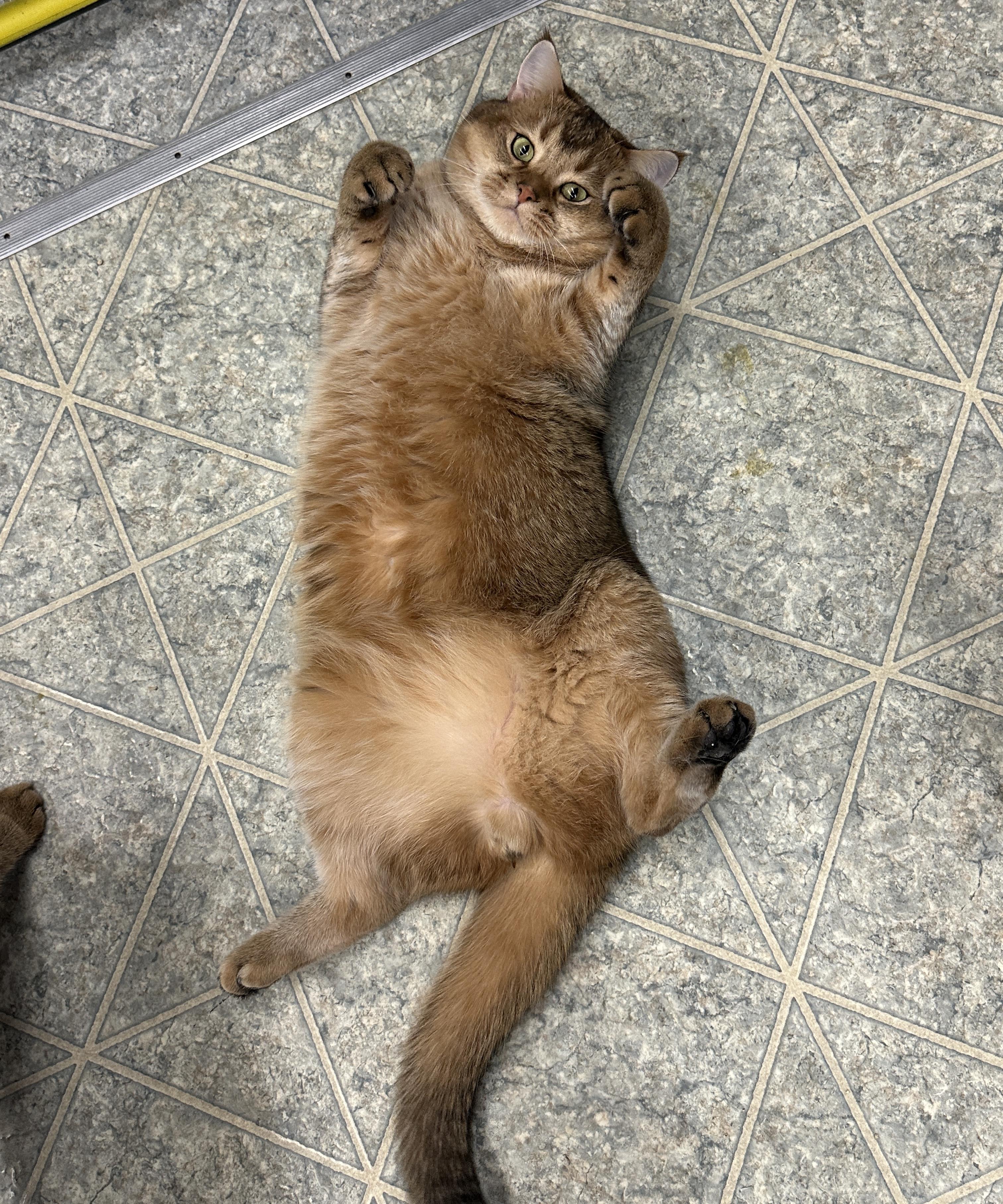 Enlarge Cookie and Tofu, a Adoptable Scottish Fold in Anchorage, AK image 5/6