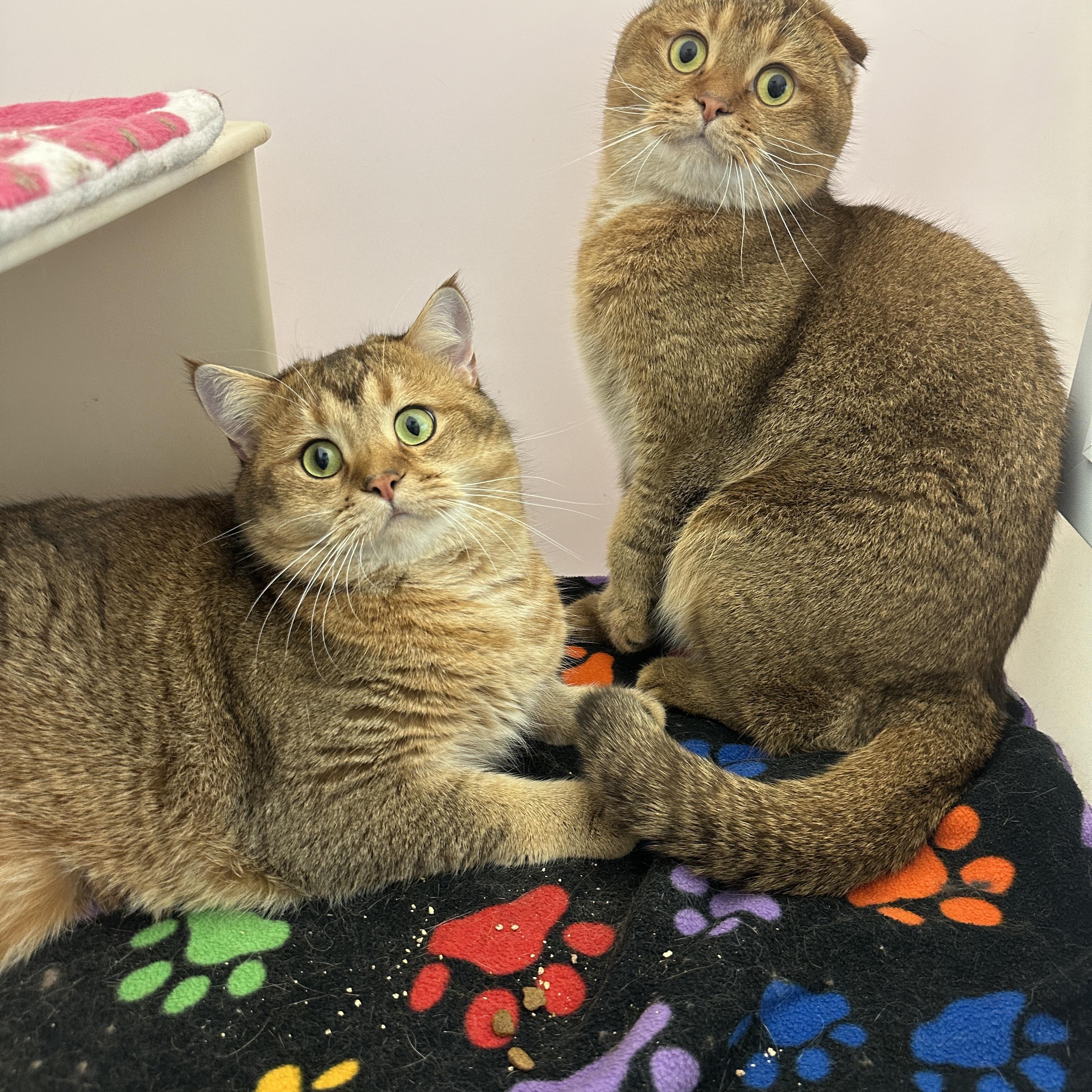 Enlarge Cookie and Tofu, a Adoptable Scottish Fold in Anchorage, AK image 6/6