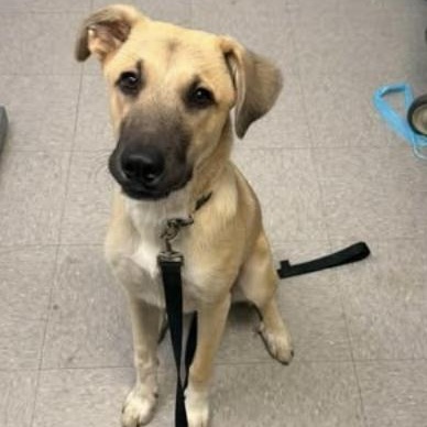 Enlarge August, a Adoptable mixed breed in Boston, MA image 3/6
