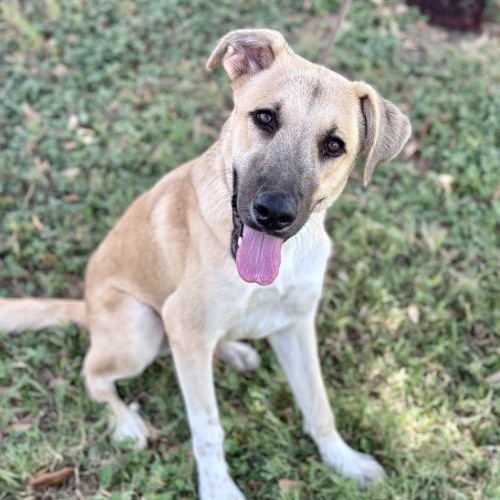 Enlarge August, a Adoptable mixed breed in Boston, MA image 6/6