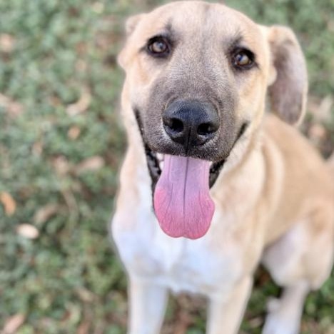 Enlarge August, a Adoptable mixed breed in Boston, MA image 5/6