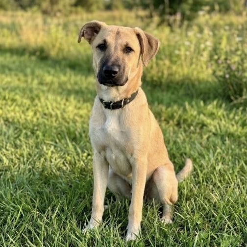 Enlarge August, a Adoptable mixed breed in Boston, MA image 1/6