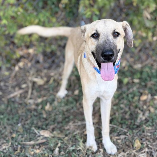 Enlarge August, a Adoptable mixed breed in Boston, MA image 2/6