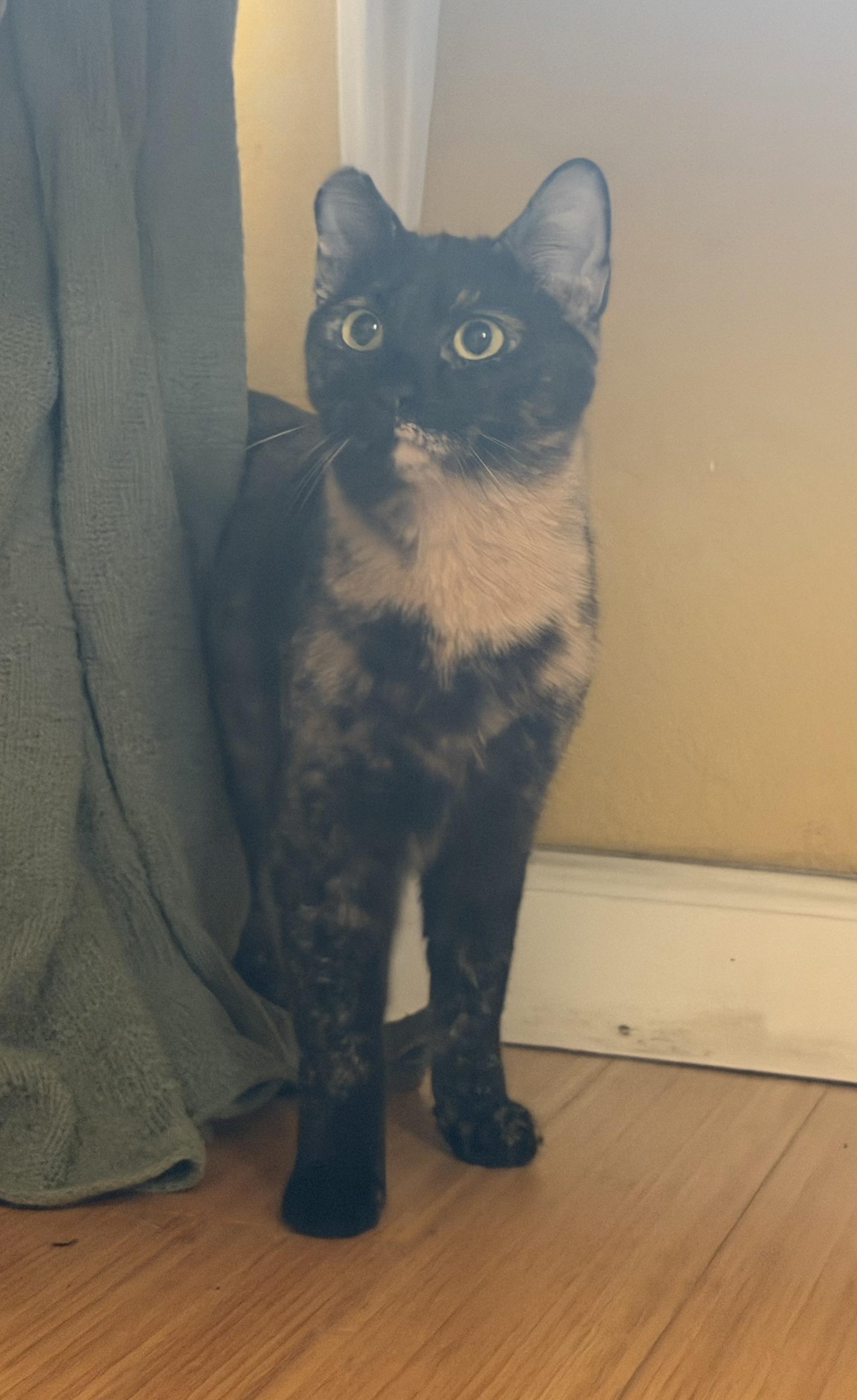 Boo, Adoptable, Young Female Domestic Short Hair.