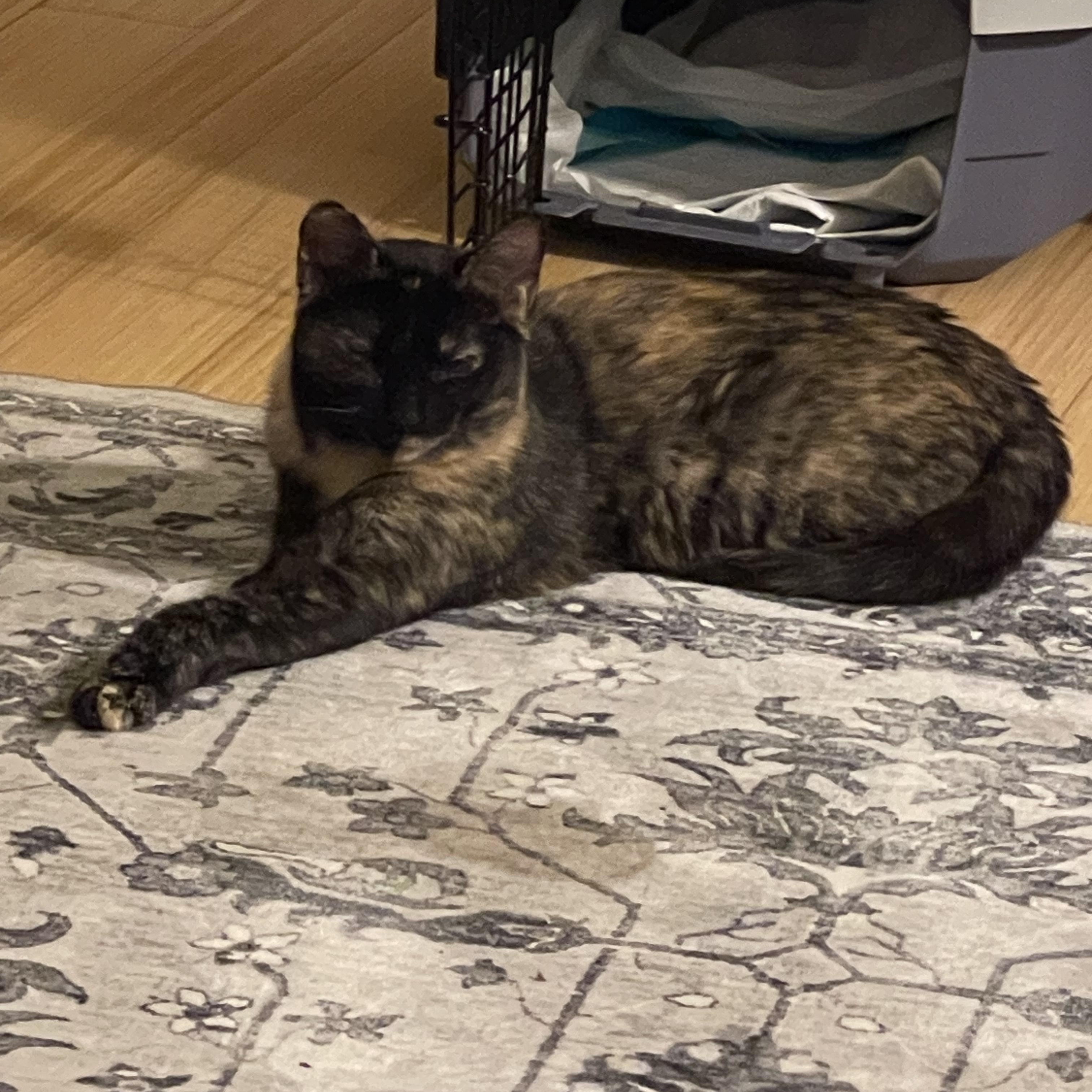 Enlarge Boo, a Adoptable Domestic Short Hair in San Jose, CA image 3/5