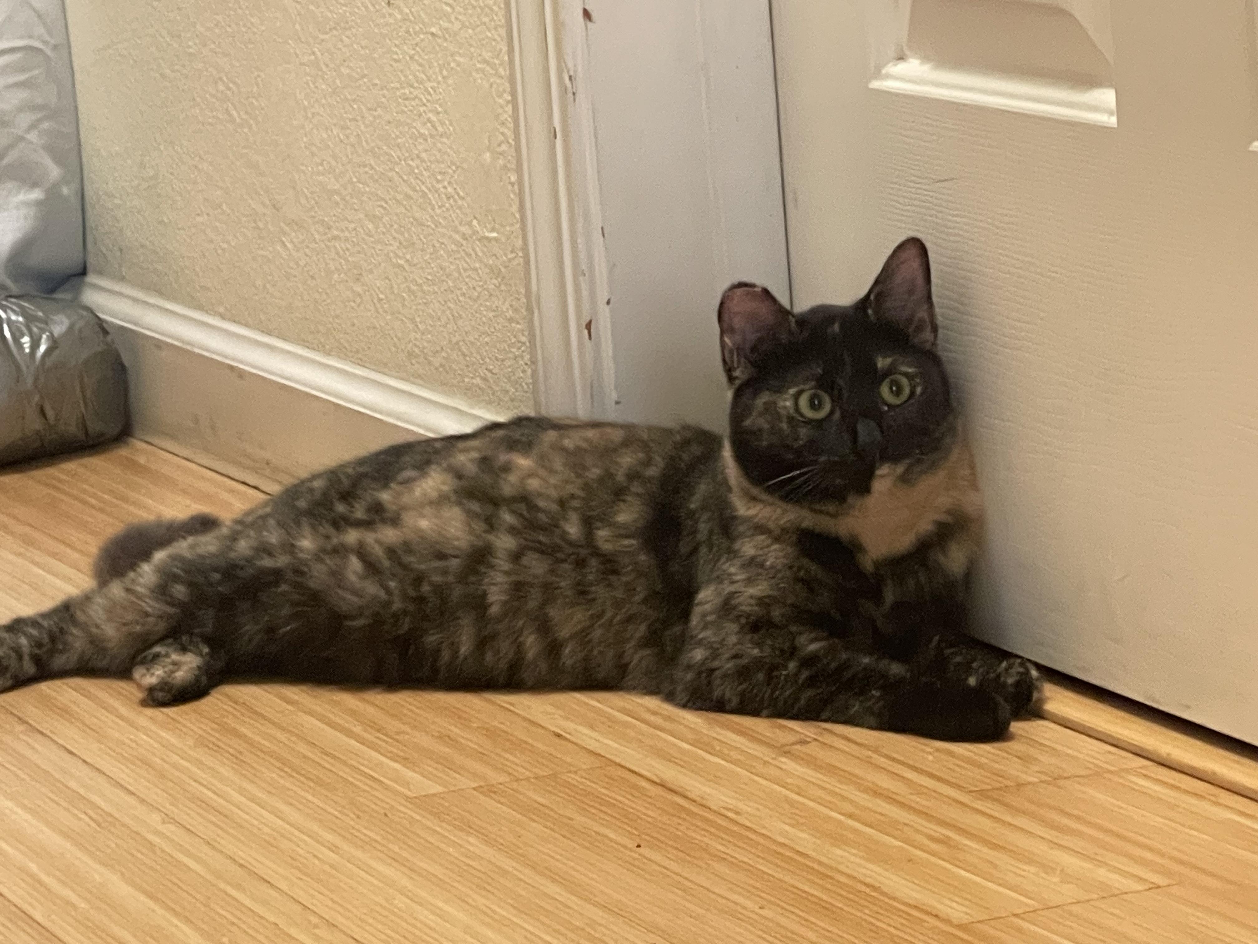 Enlarge Boo, a Adoptable Domestic Short Hair in San Jose, CA image 1/5