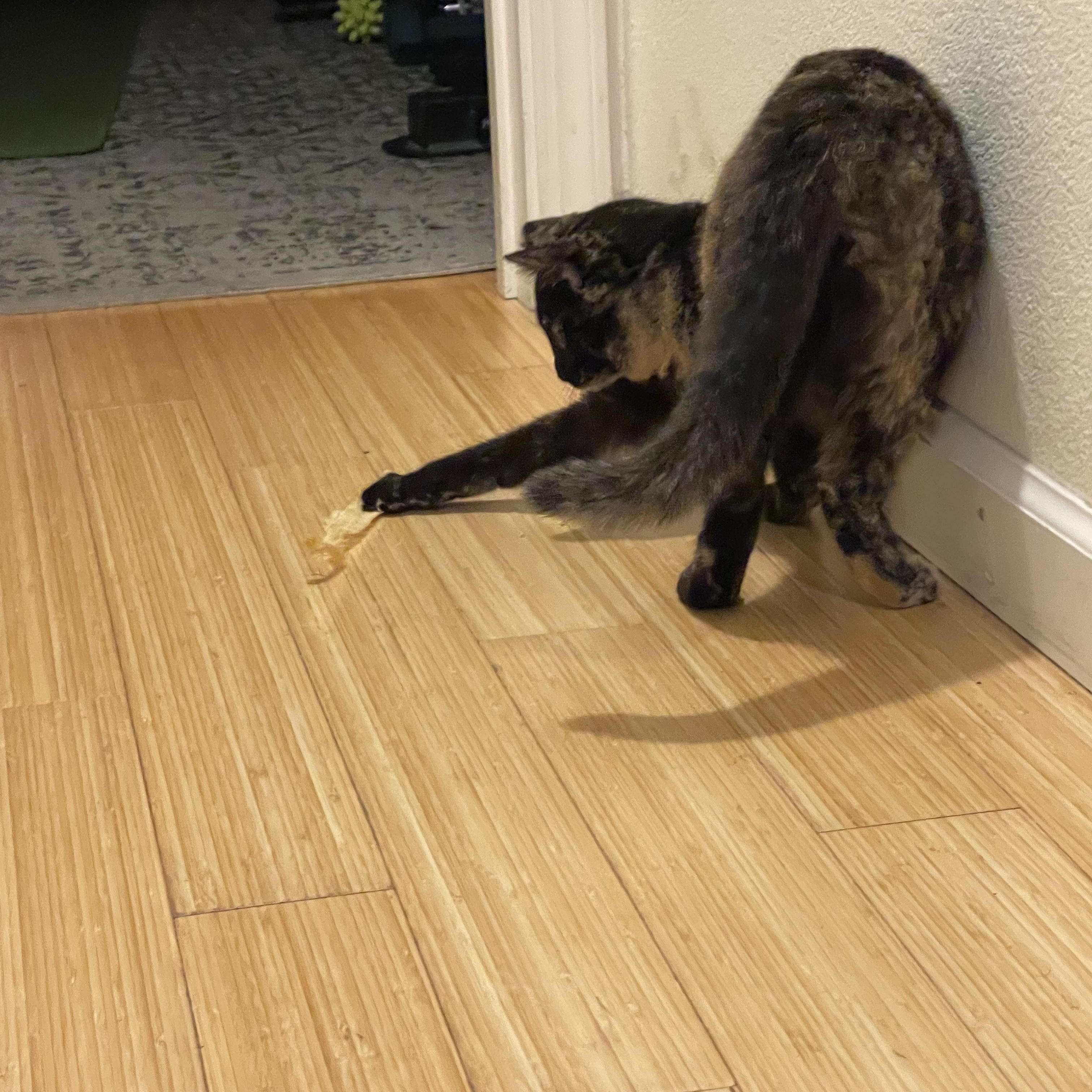 Enlarge Boo, a Adoptable Domestic Short Hair in San Jose, CA image 4/5