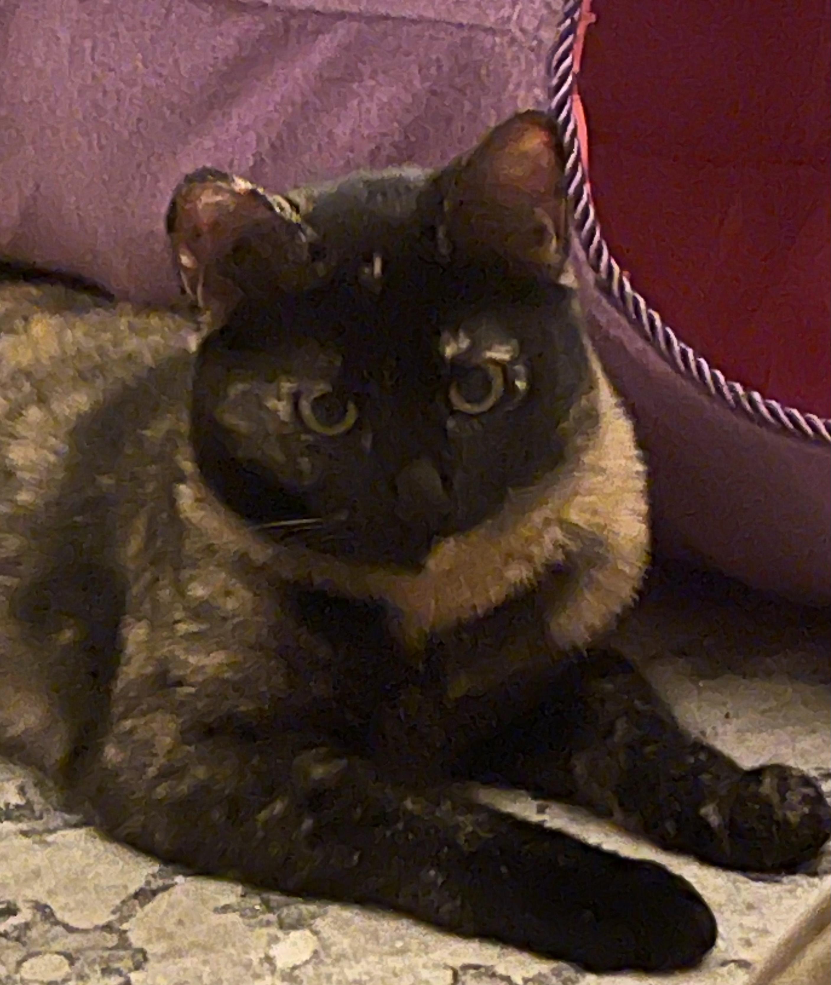 Enlarge Boo, a Adoptable Domestic Short Hair in San Jose, CA image 2/5