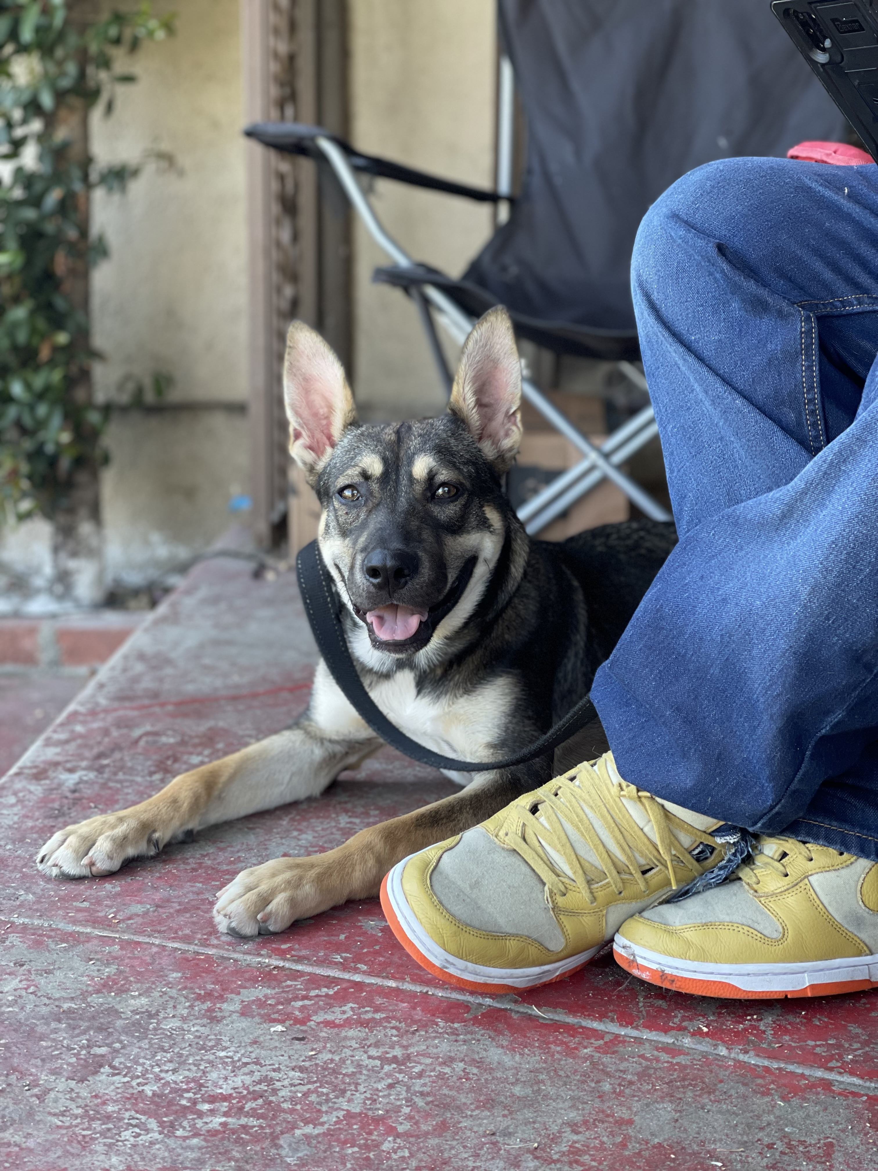 Greta, a Adoptable German Shepherd Dog in Bell Gardens, CA image 2/5