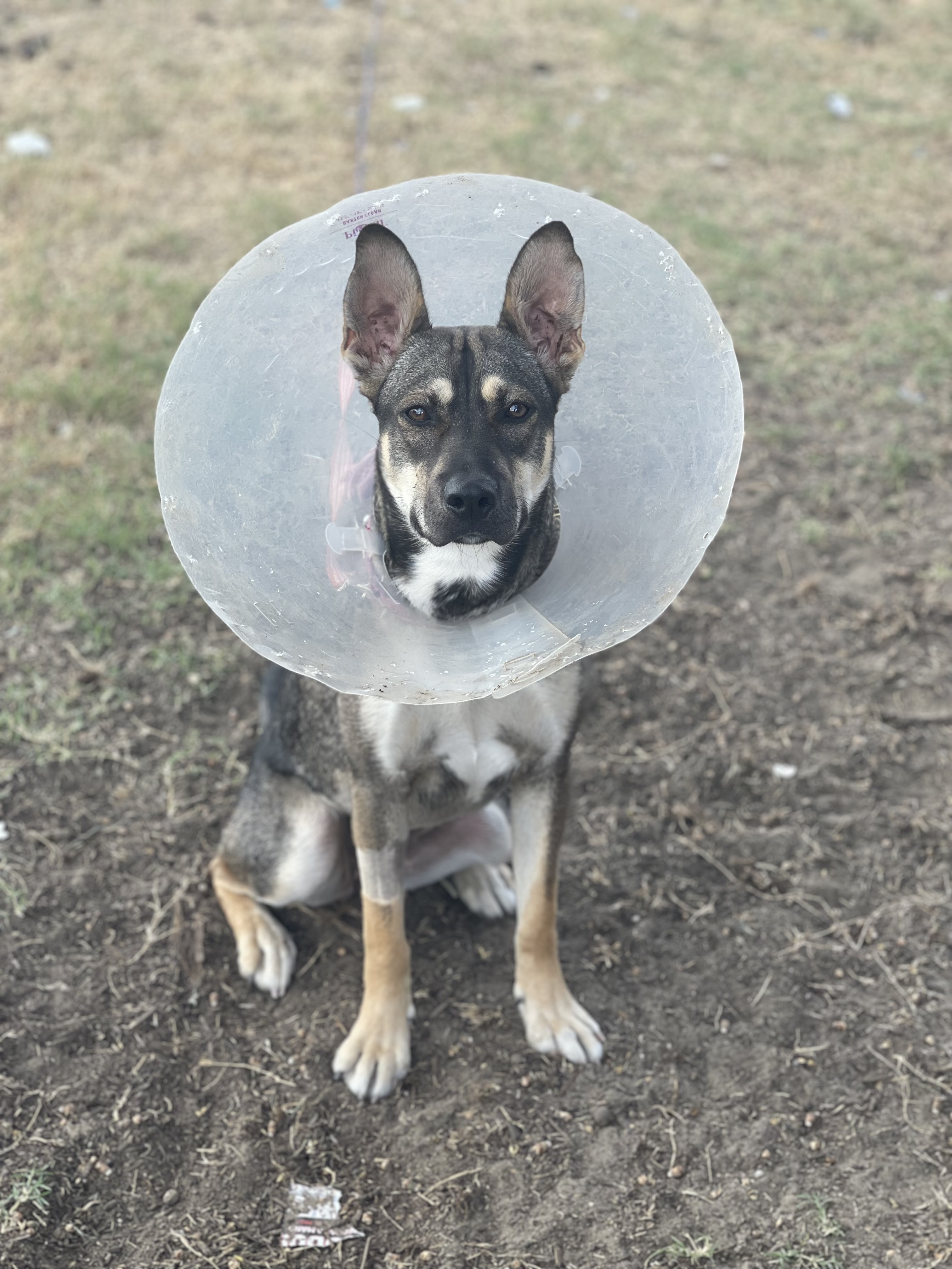 Greta, a Adoptable German Shepherd Dog in Bell Gardens, CA image 1/5