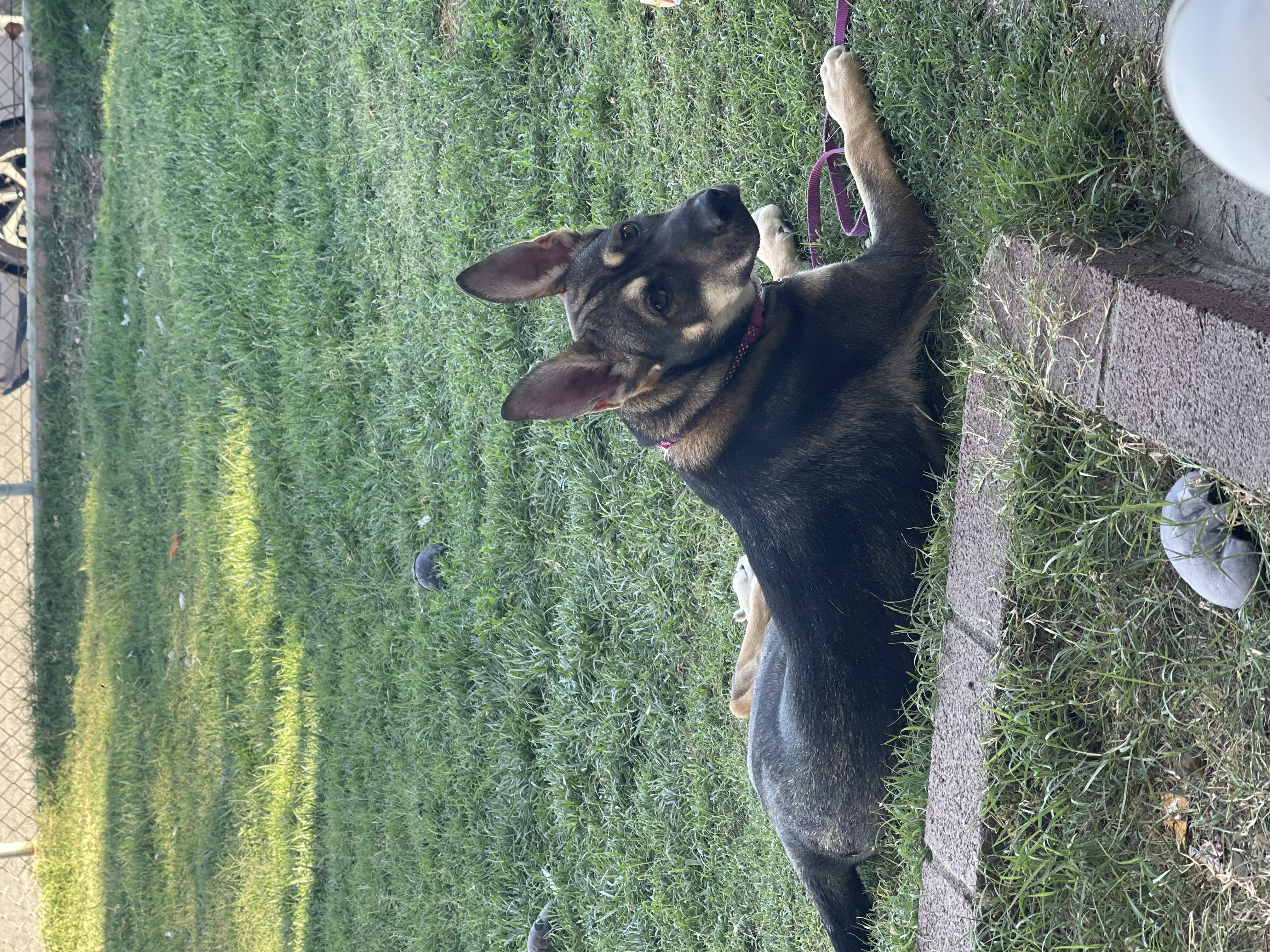 Greta, a Adoptable German Shepherd Dog in Bell Gardens, CA image 4/5