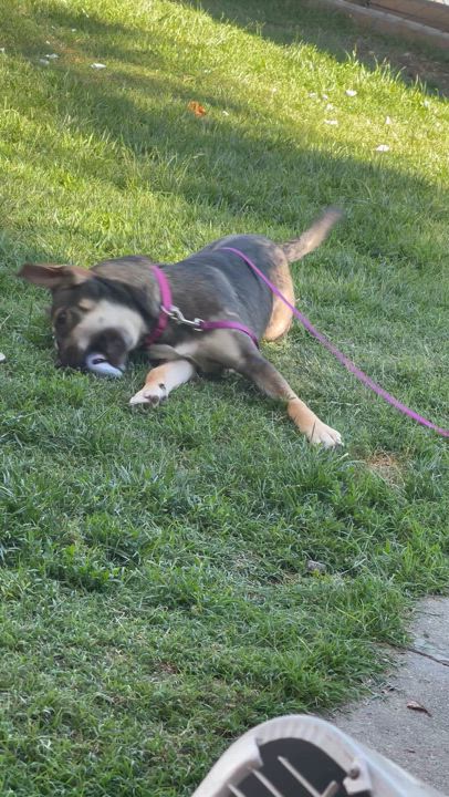 Enlarge Greta, a Adoptable German Shepherd Dog in Bell Gardens, CA video 5/5