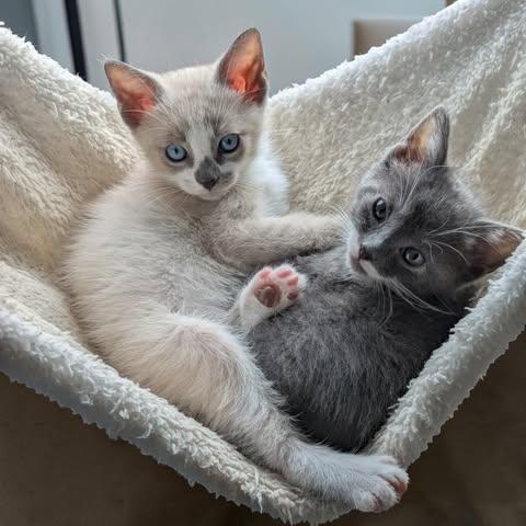 Dipper & Mabel, adopted, Kitten Male Domestic Short Hair.