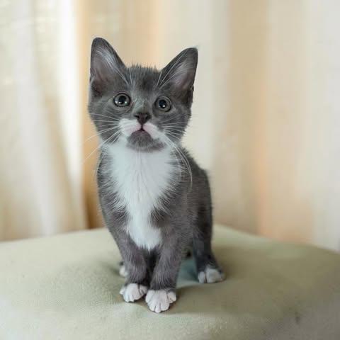 Dipper & Mabel, an adopted mixed breed in Fort Worth, TX image 2/6