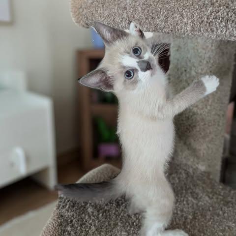 Dipper & Mabel, an adopted mixed breed in Fort Worth, TX image 6/6