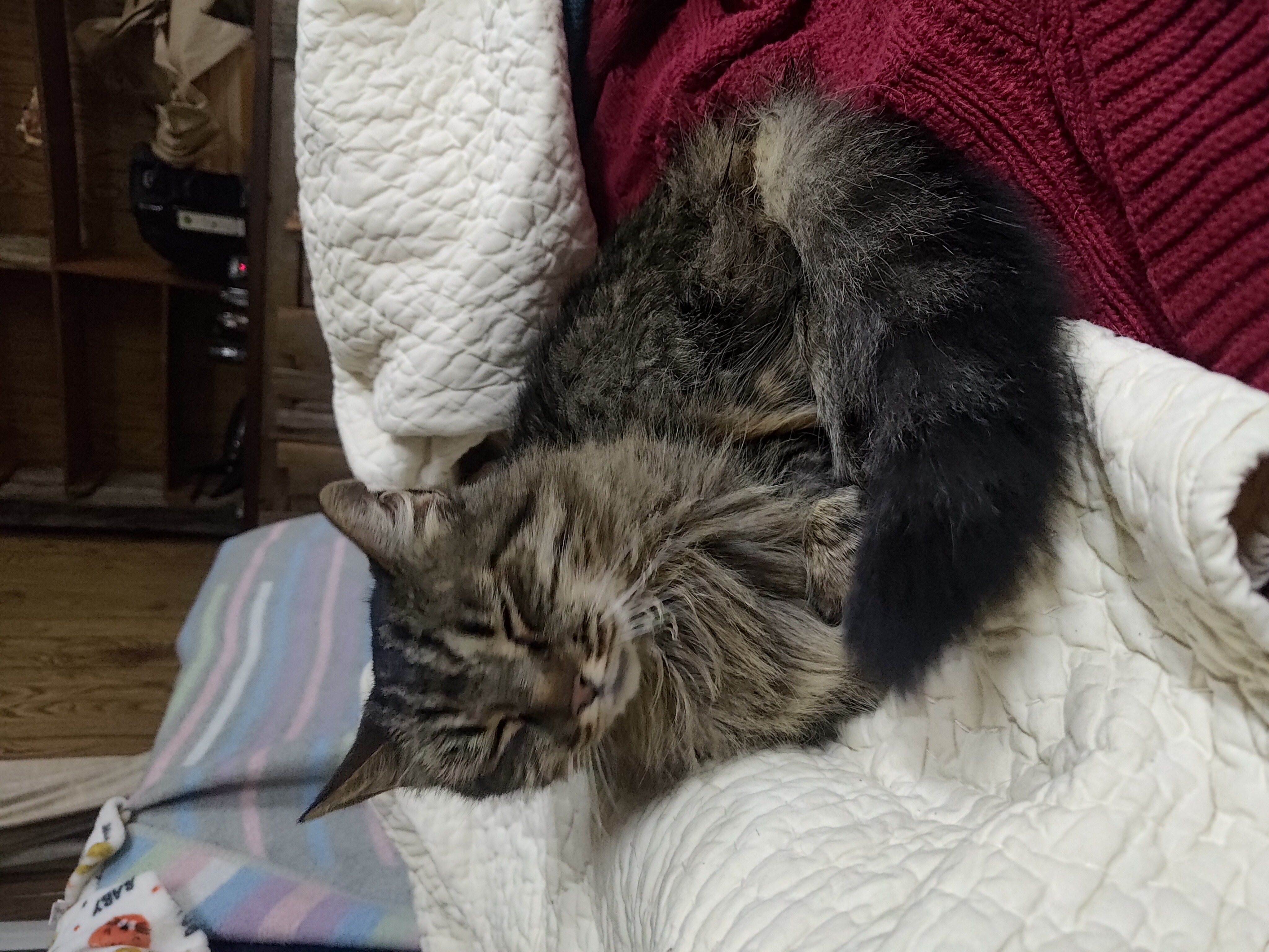 Olive, Adoptable, Adult Female Tabby & Domestic Medium Hair.