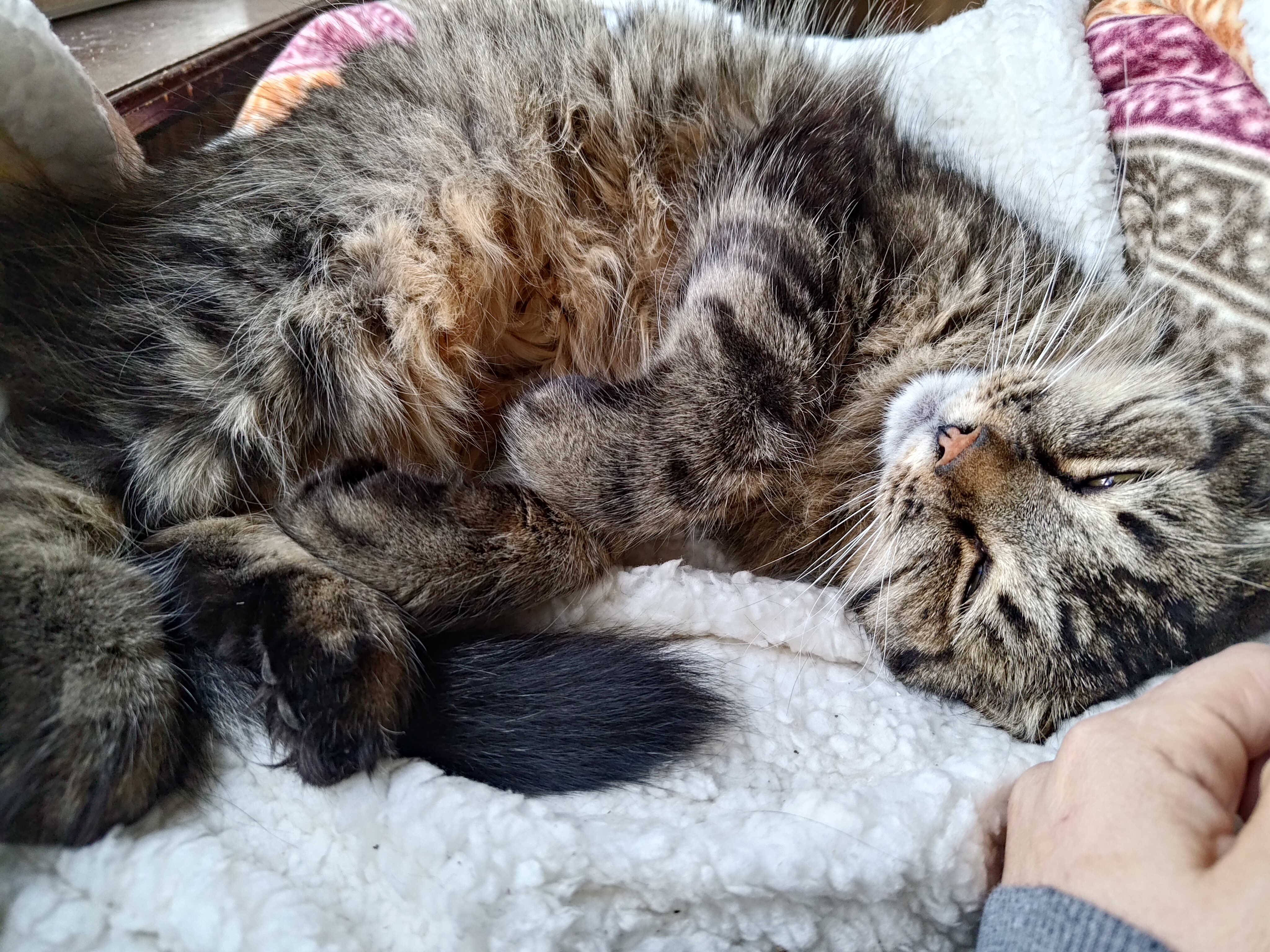 Enlarge Olive, a Adoptable mixed breed in Sacramento, CA image 2/2