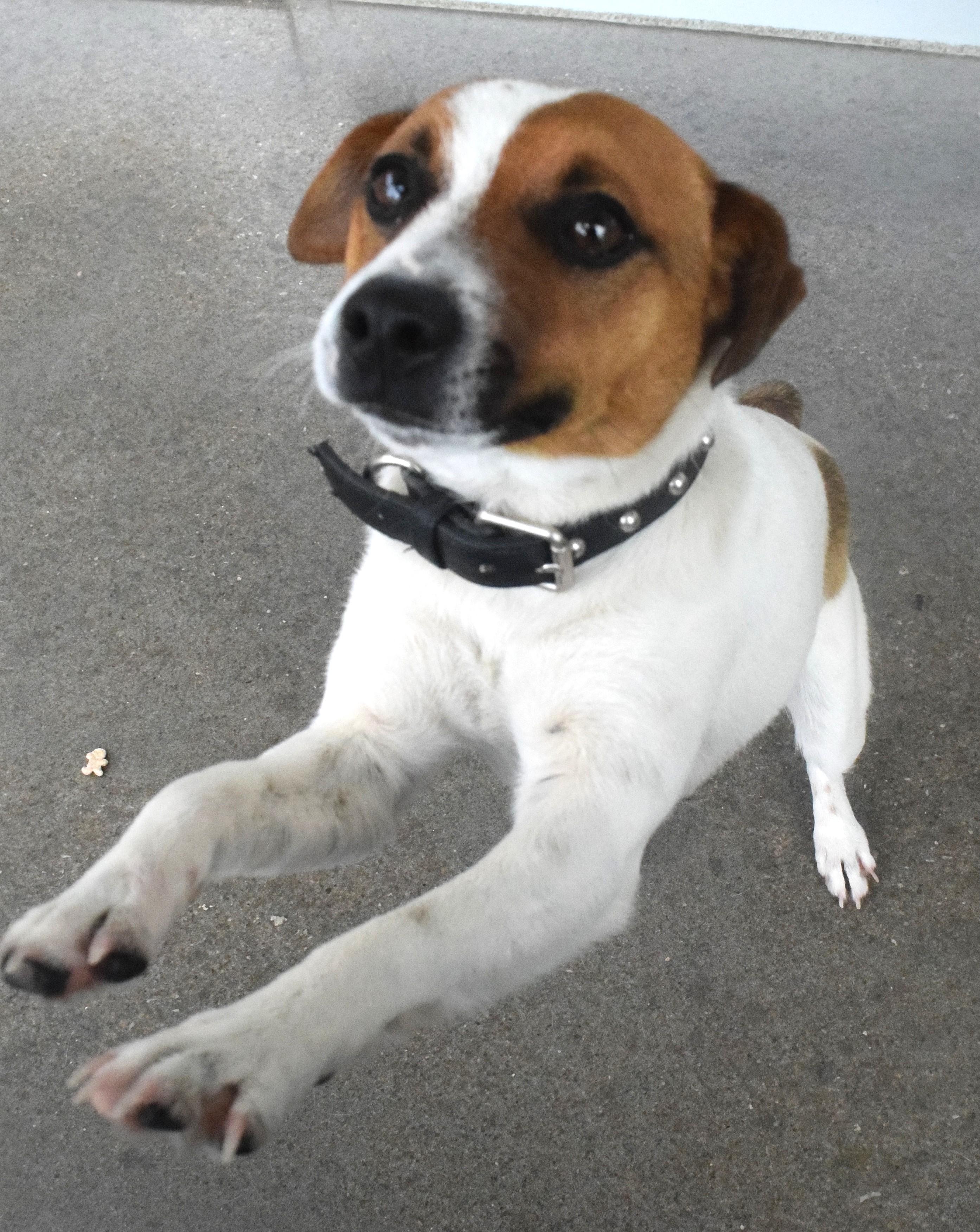 #22152, adopted, Adult Male Jack Russell Terrier.