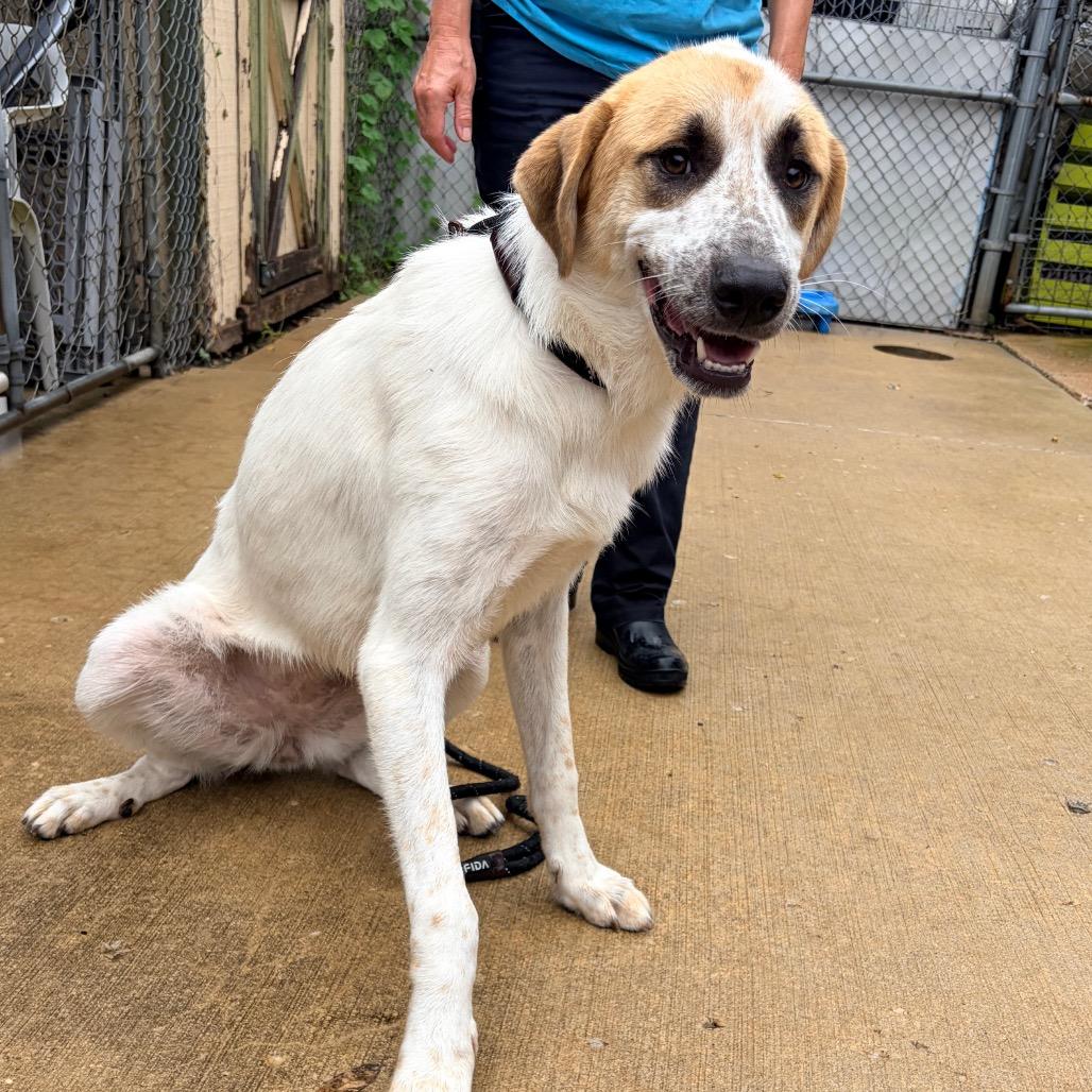 Charlotte, Adoptable, Young Female Anatolian Shepherd & Mixed Breed.
