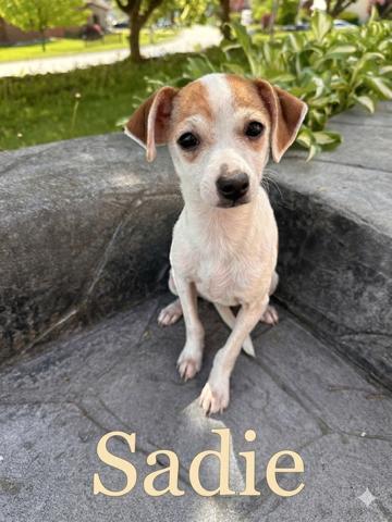 Enlarge Sadie, a Adoptable mixed breed in Irwin, PA image 1/1