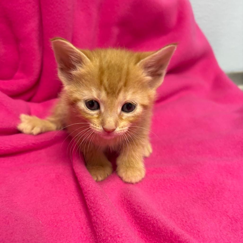 McGonagall, a ADOPTABLE Domestic Medium Hair in Crookston, MN image 1/2