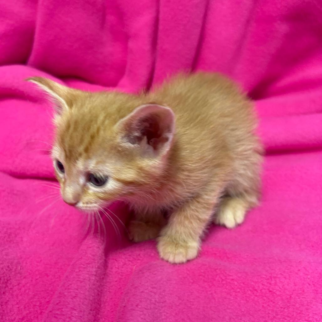 McGonagall, a ADOPTABLE Domestic Medium Hair in Crookston, MN image 2/2