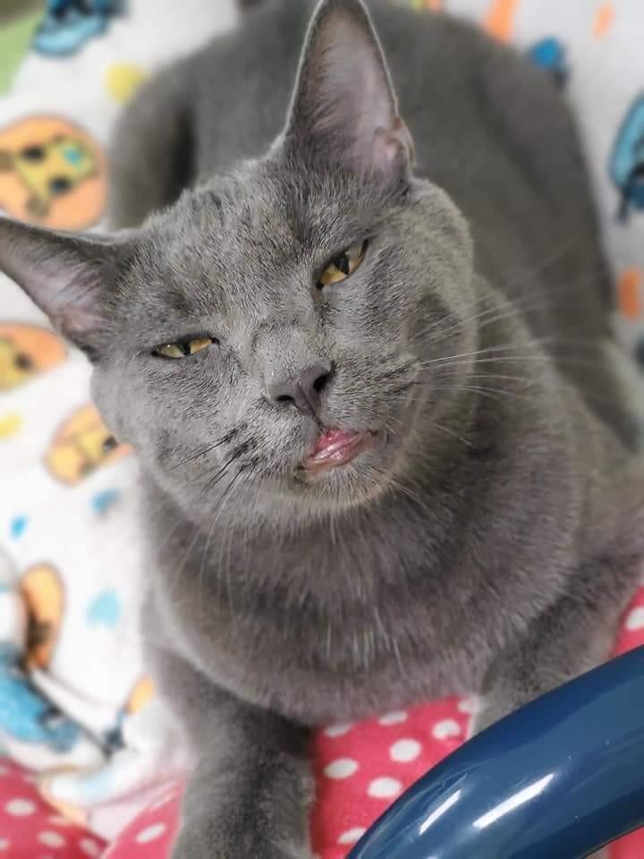 Fonzie (bonded pair = Cha Cha), Adoptable, Adult Male Domestic Short Hair.