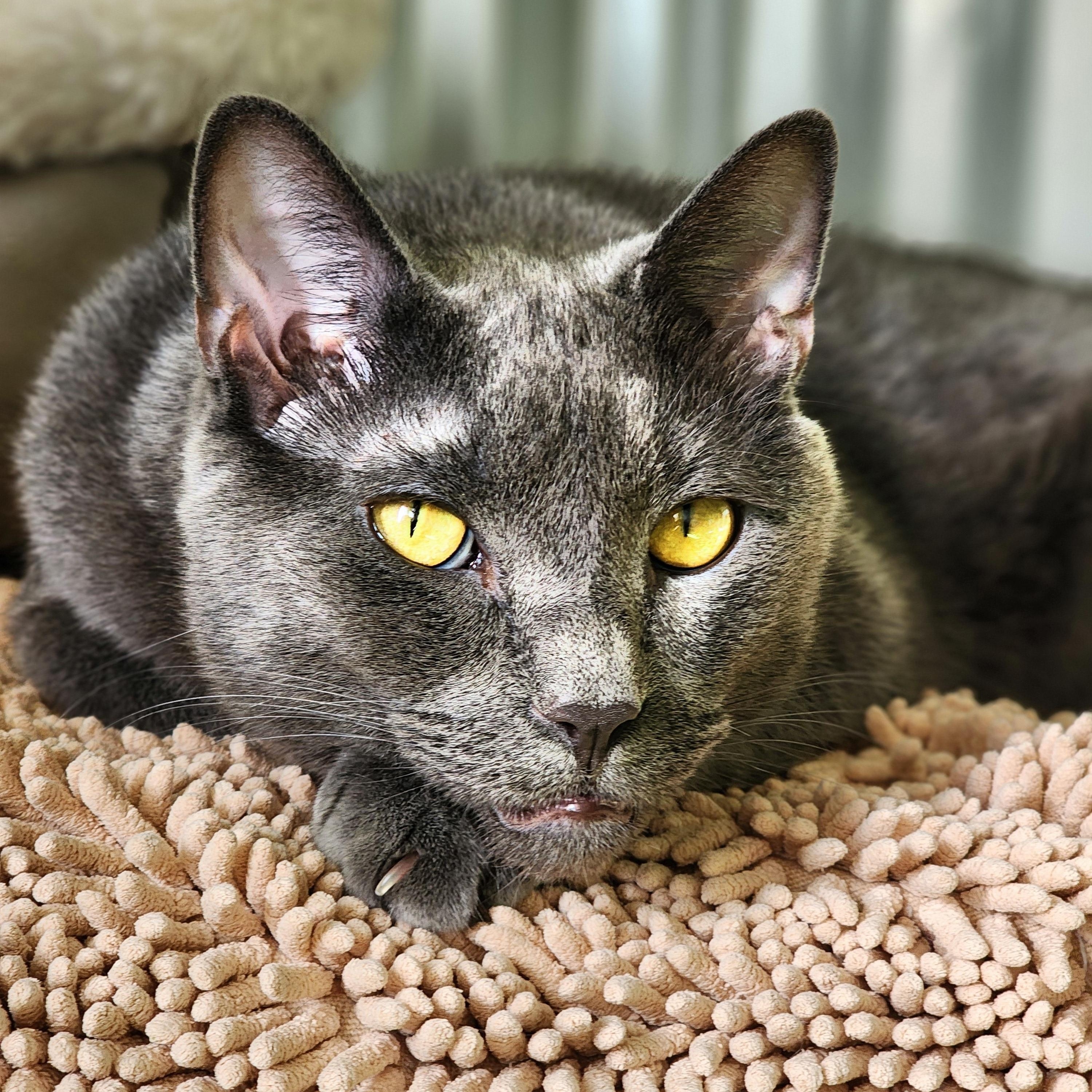 Fonzie (bonded pair = Cha Cha), a Adoptable Domestic Short Hair in St. Cloud, MN image 1/6