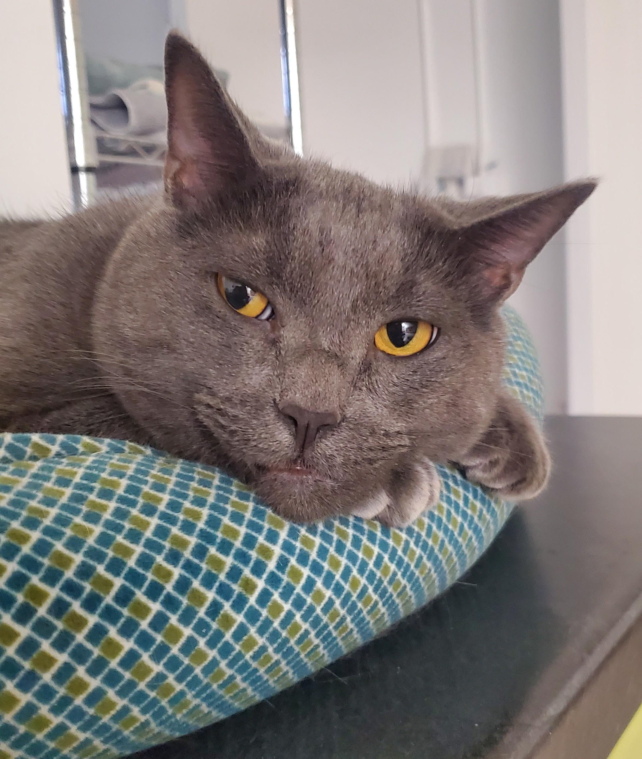 Fonzie (bonded pair = Cha Cha), a Adoptable Domestic Short Hair in St. Cloud, MN image 3/6