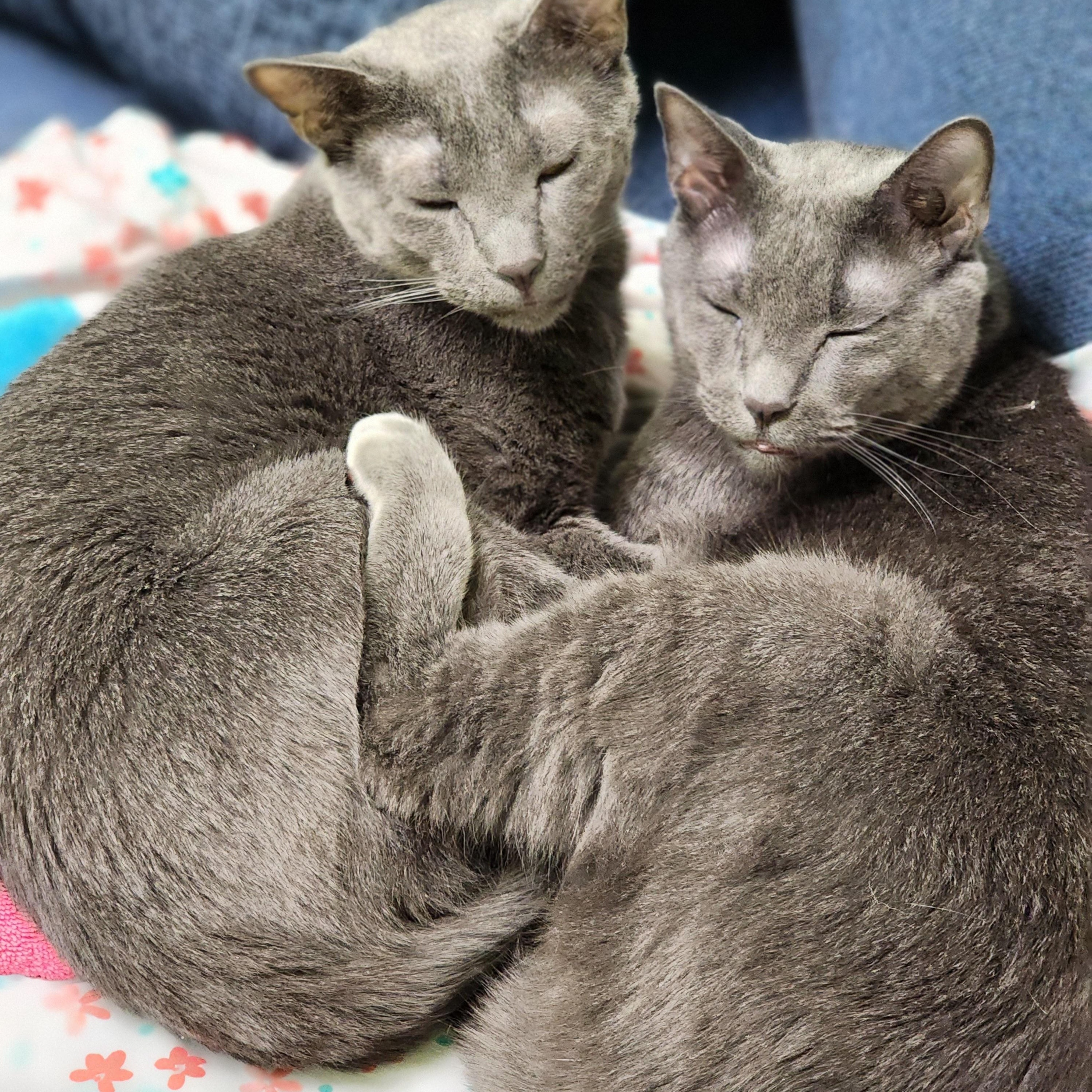 Fonzie (bonded pair = Cha Cha), a Adoptable Domestic Short Hair in St. Cloud, MN image 6/6