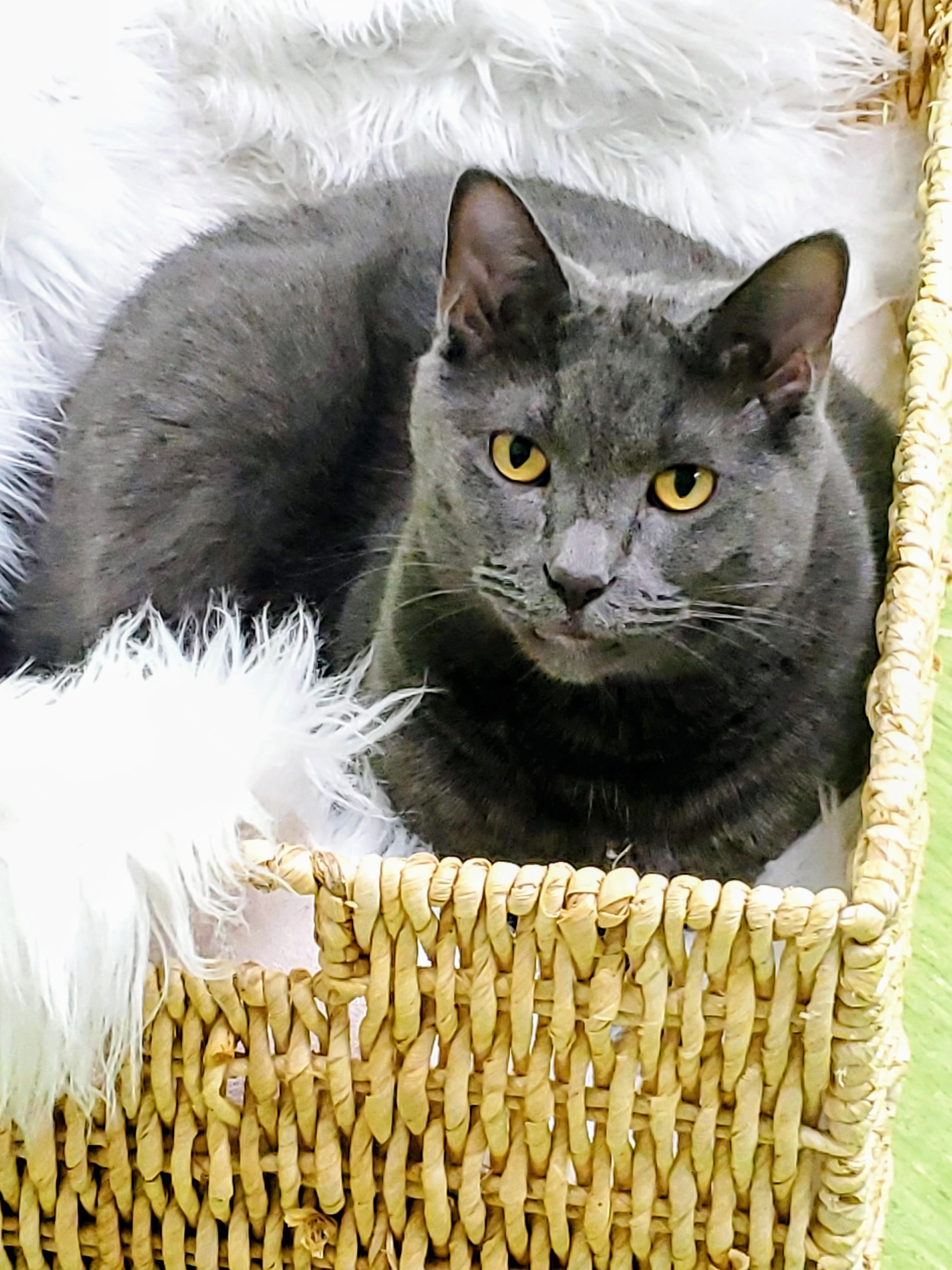 Fonzie (bonded pair = Cha Cha), a Adoptable Domestic Short Hair in St. Cloud, MN image 4/6