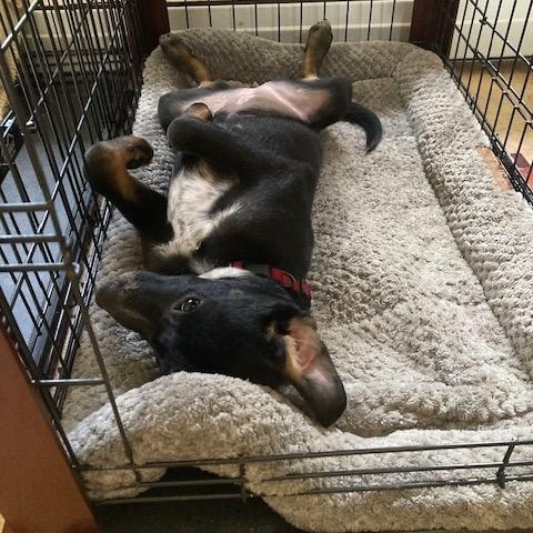 Coco, a ADOPTABLE mixed breed in Rockland, ME image 4/4