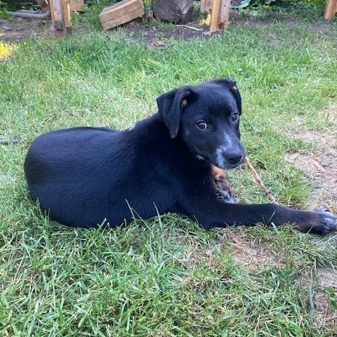 Coco, a ADOPTABLE mixed breed in Rockland, ME image 2/4