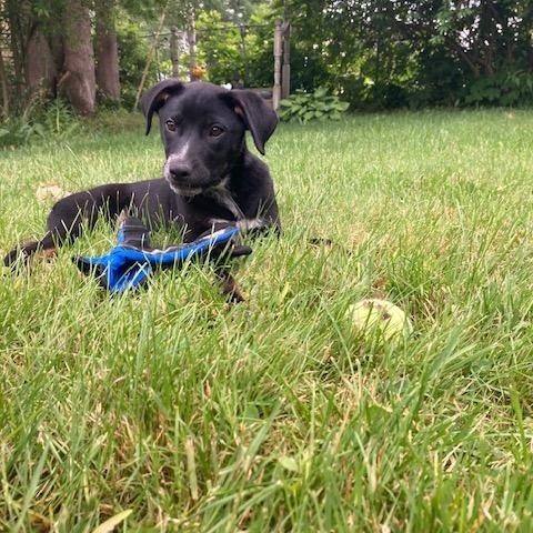 Coco, a ADOPTABLE mixed breed in Rockland, ME image 3/4