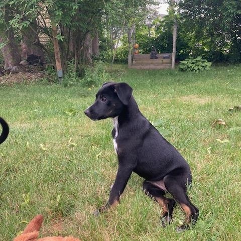 Coco, ADOPTABLE, Puppy Female Australian Cattle Dog / Blue Heeler.
