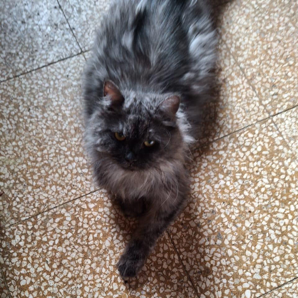 Shadow-Maine coon mix