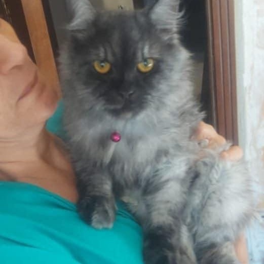 Shadow-Maine coon mix