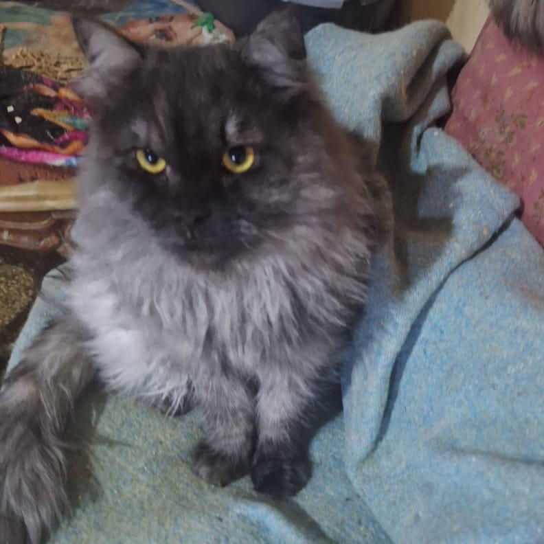 Shadow-Maine coon mix