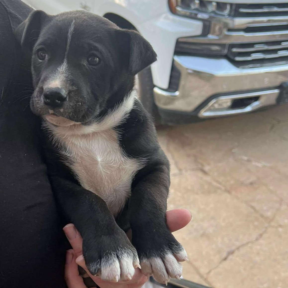 Elfie, ADOPTABLE, Puppy Male American Bully.