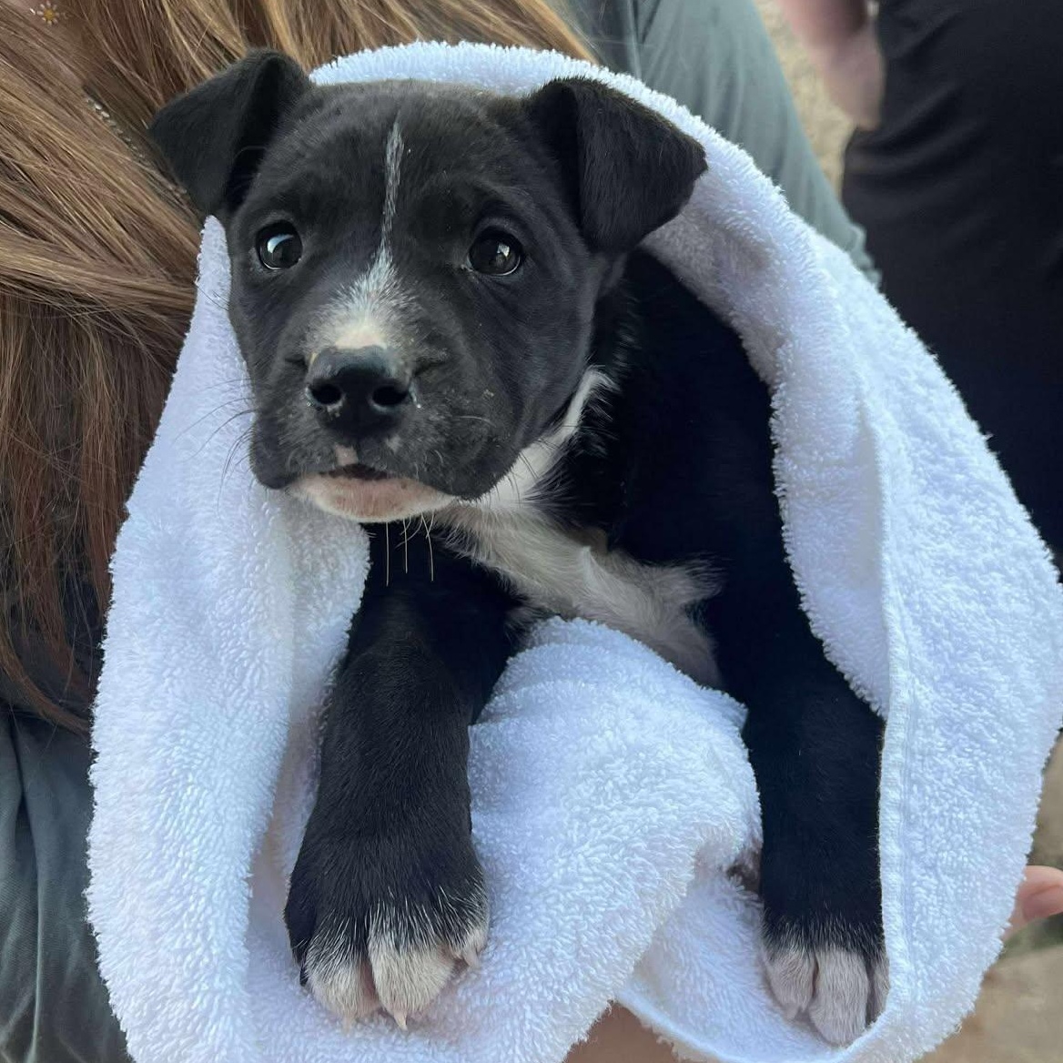 Elfie, a ADOPTABLE mixed breed image 2/2