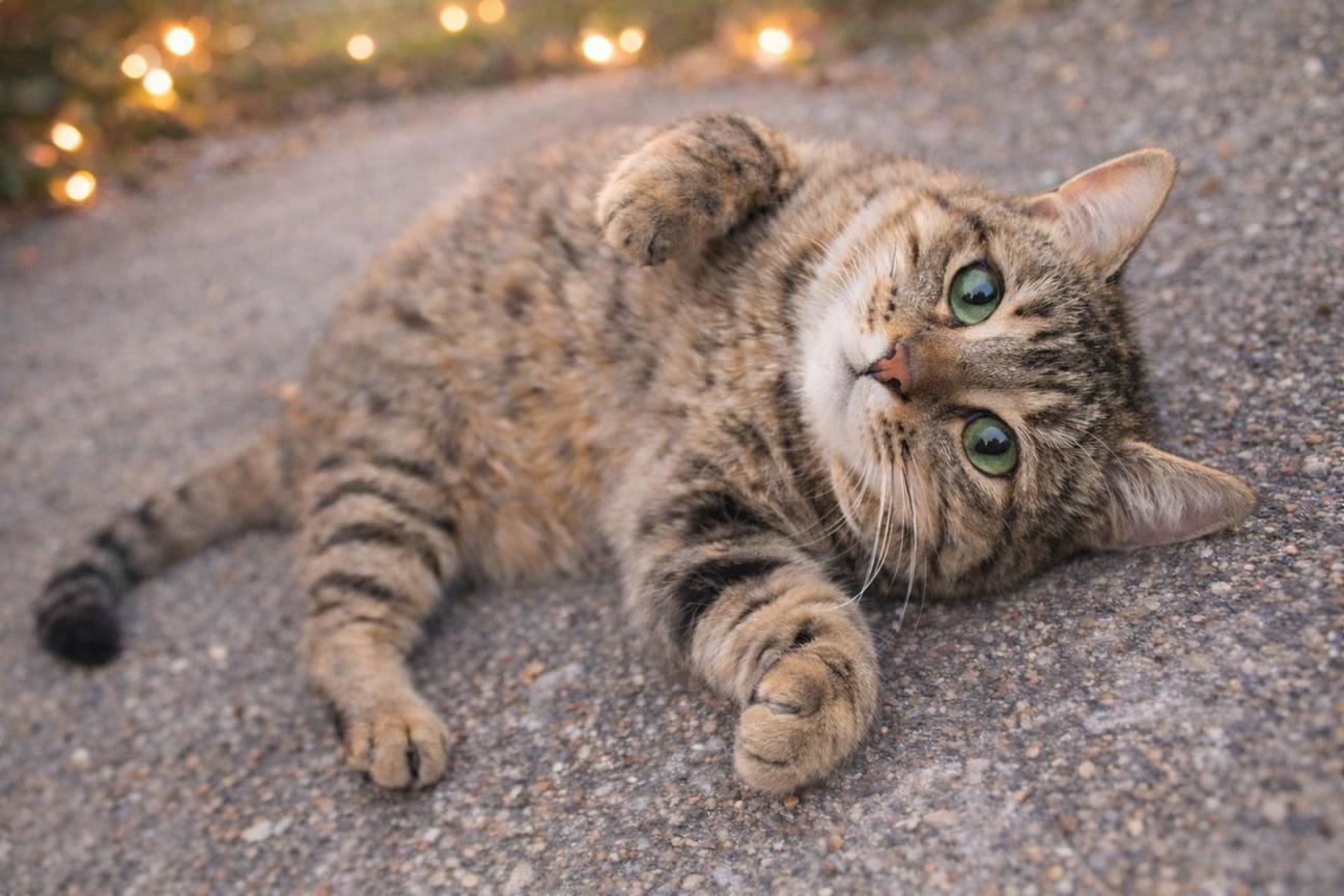 Enlarge Adorable Super Sweet Mamma Cat Marianne Who Wants a Home, a Adoptable Tabby in Metairie, LA image 1/3