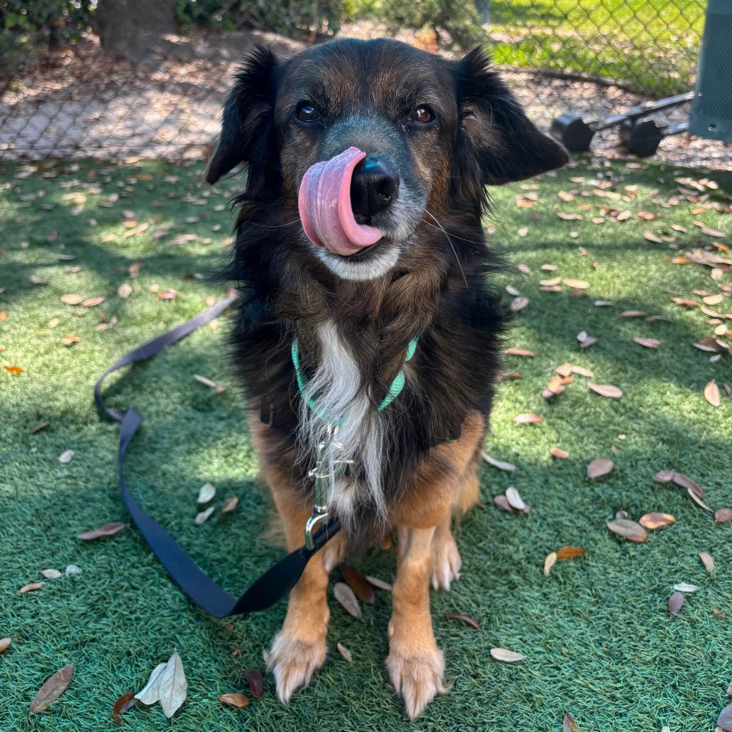 Kermit — thumbnail 4