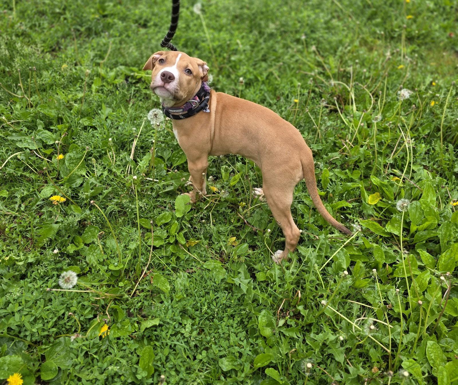 Nala, Adopted, Puppy Female Pit Bull Terrier.