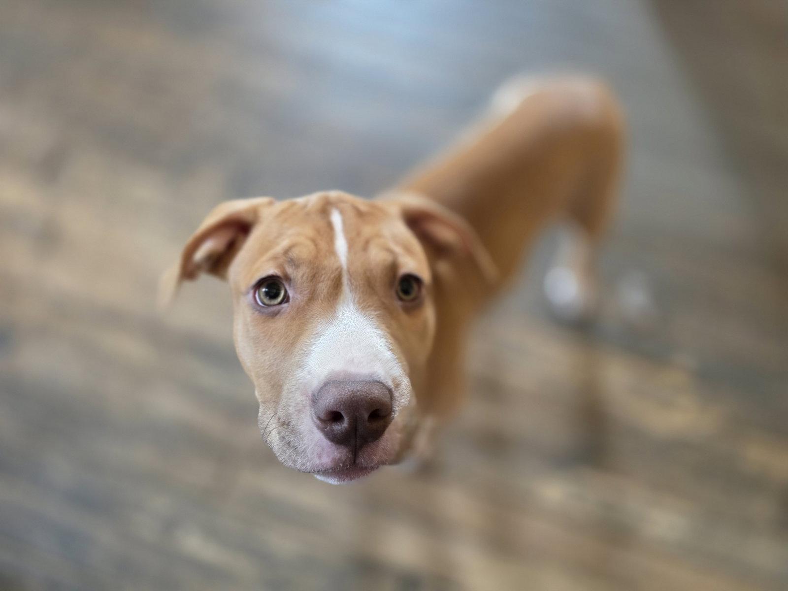 Nala, a Adopted Pit Bull Terrier in New London, WI image 2/3