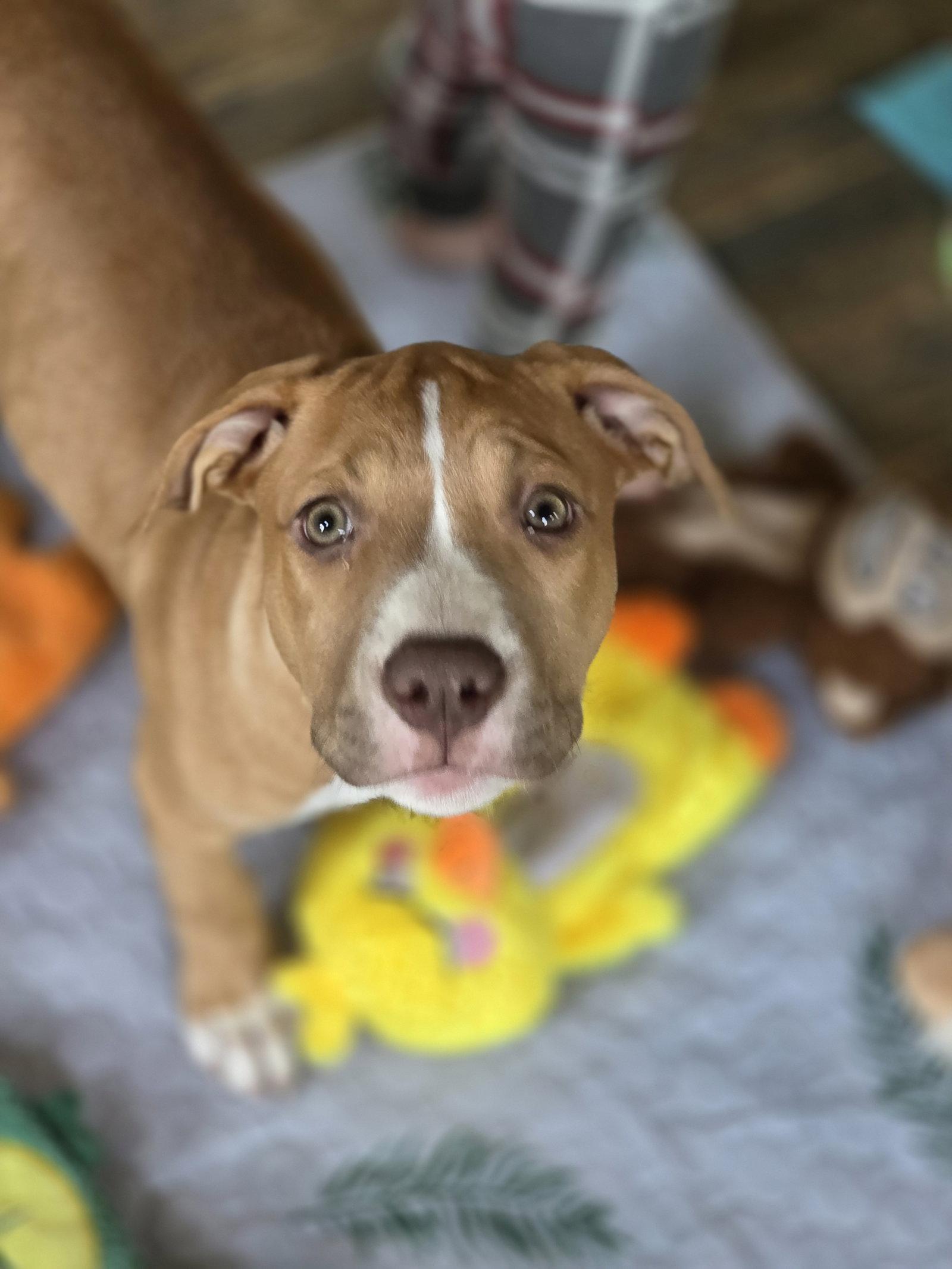 Nala, a Adopted Pit Bull Terrier in New London, WI image 3/3