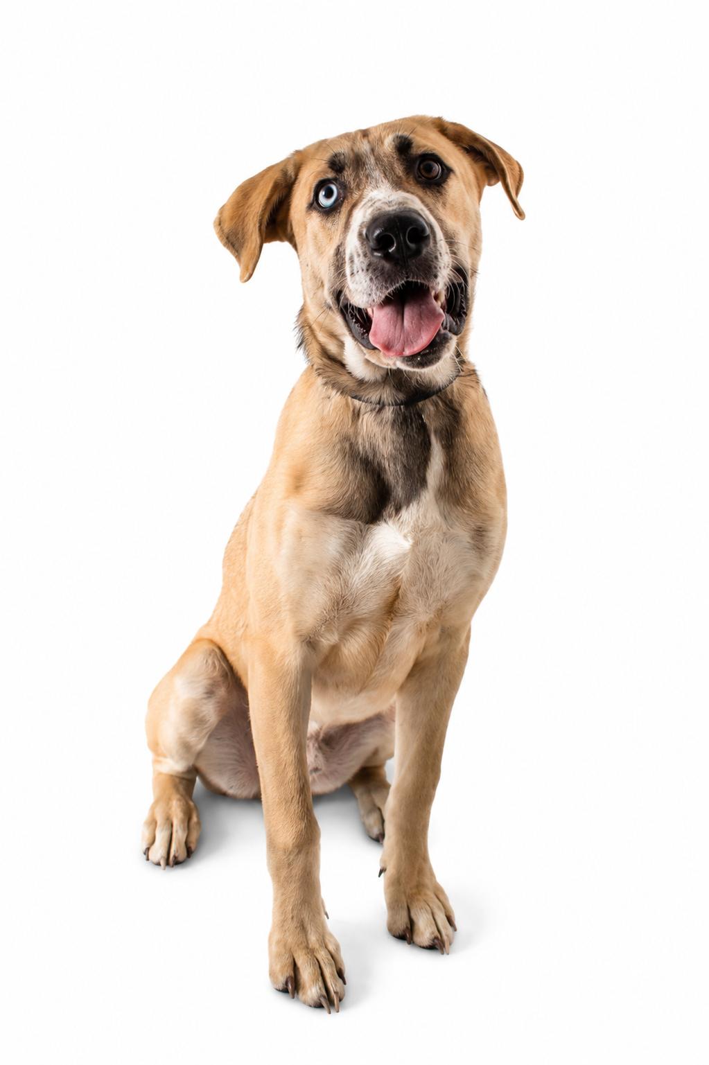 Chapple, a ADOPTABLE Husky in Plaquemine, LA image 2/3
