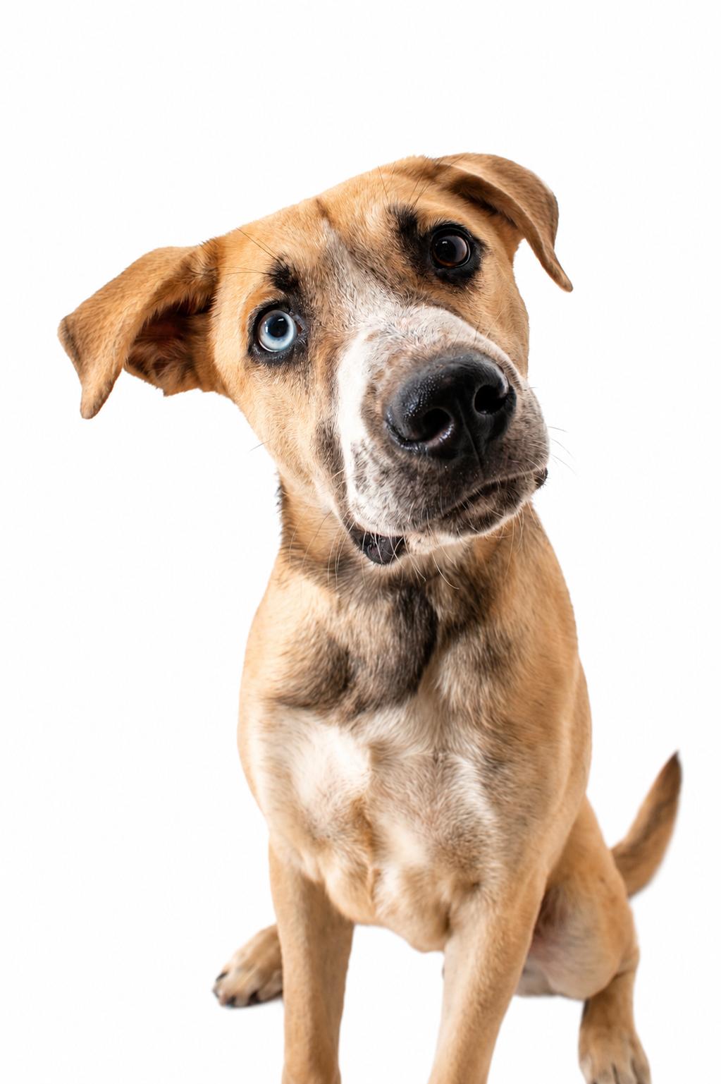 Chapple, a ADOPTABLE Husky in Plaquemine, LA image 3/3