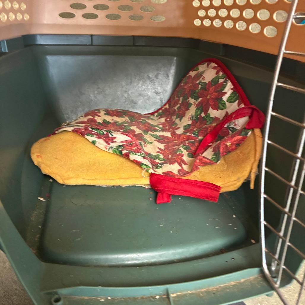 70976, Adoptable, Adult Male Domestic Short Hair.