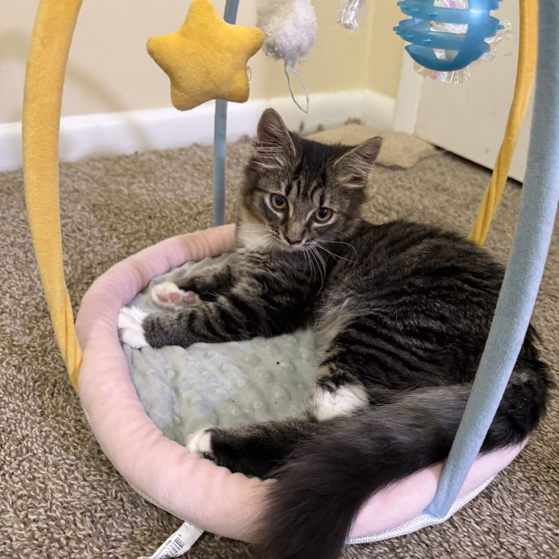 Enlarge Lizzy-NEW, a Adoptable mixed breed in Arlington, VA image 2/5