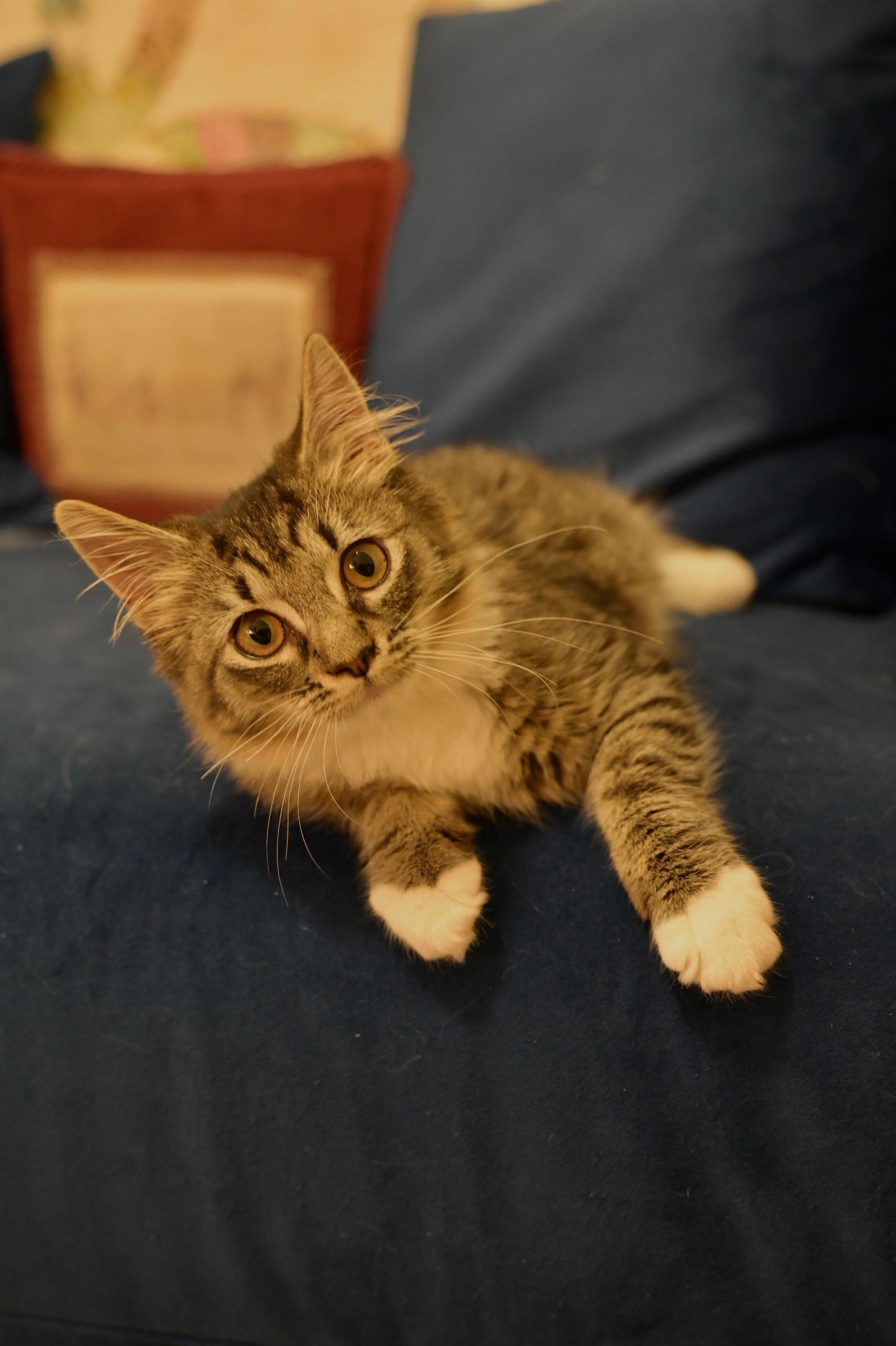 Enlarge Lizzy-NEW, a Adoptable mixed breed in Arlington, VA image 3/5